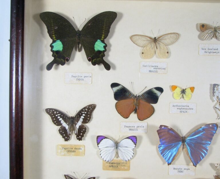 Butterfly collection - sixty years old two.