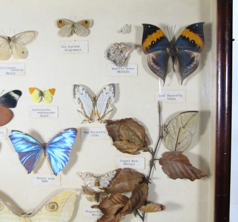 Butterfly collection - sixty years old three.