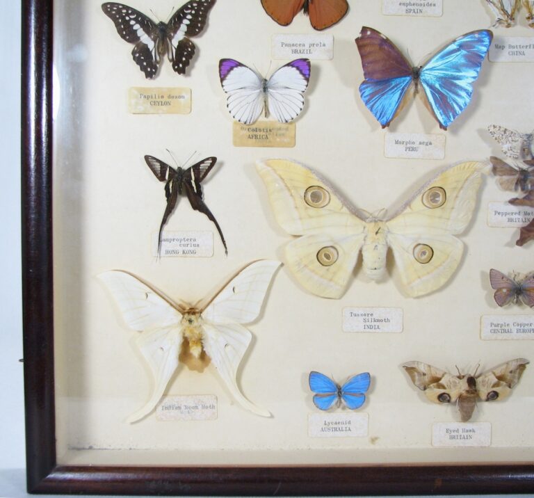 Butterfly collection - sixty years old four.