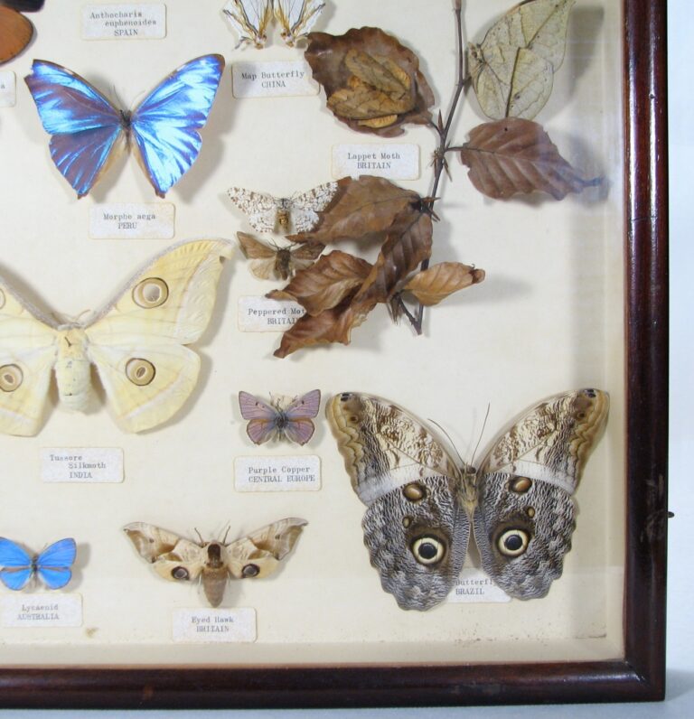 Butterfly collection - sixty years old five.