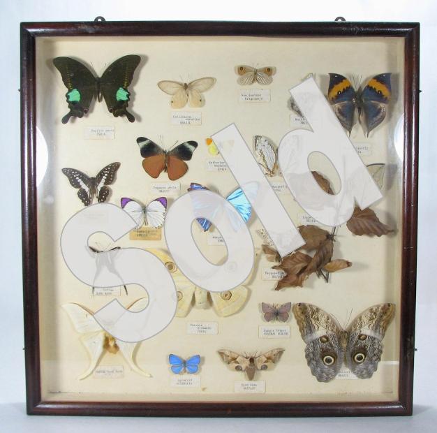 Butterfly collection number 2 is sold.